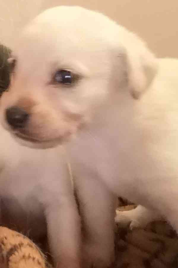 Krásná štěňátka kříženci labradora  - foto 5