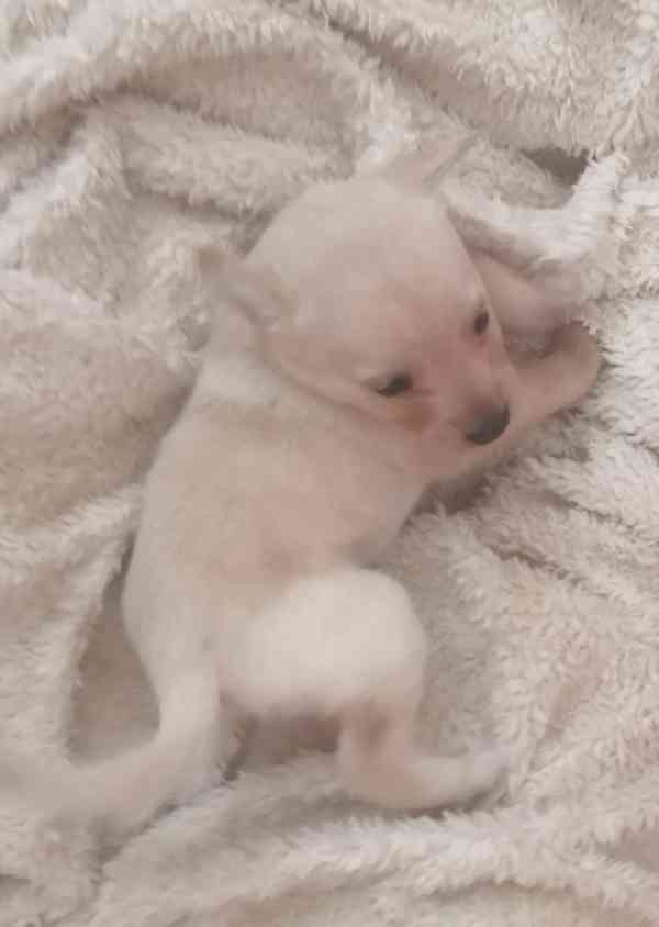 Krásná štěňátka kříženci labradora  - foto 2