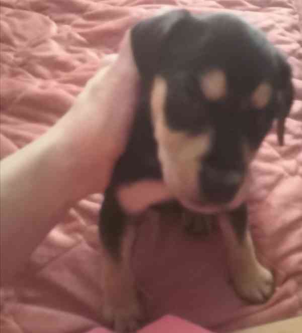 Krásná štěňátka kříženci labradora  - foto 6