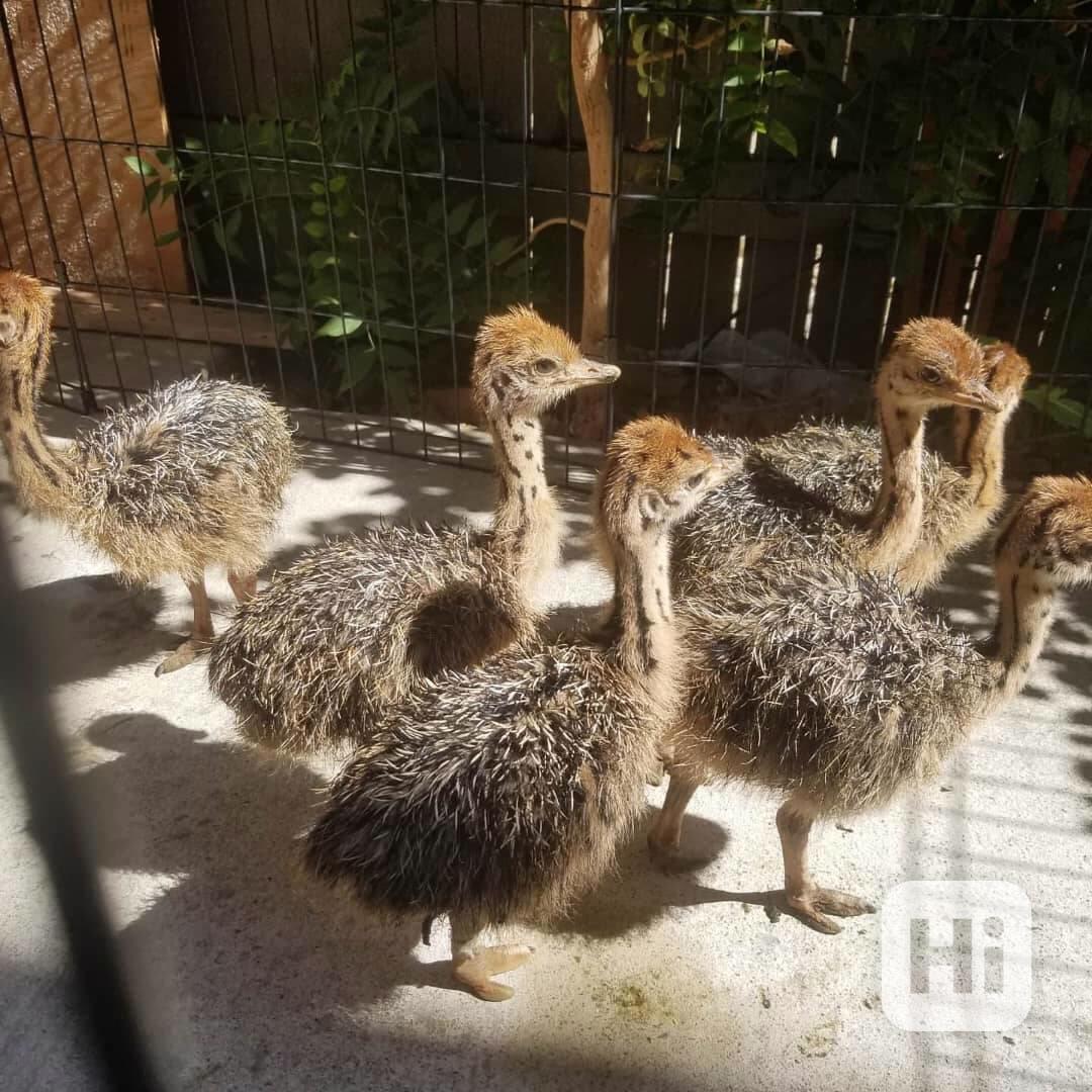 🐣 Silná a úžasná pštrosí mláďata k dispozici nyní - foto 1