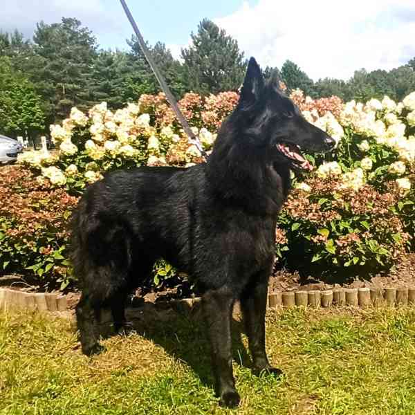 Štěňátka Belgického ovčáka Groenendael s PP - foto 2