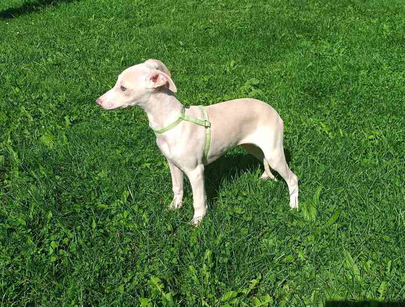 Whippet/Vipet/ - pejsek bez pp - foto 1