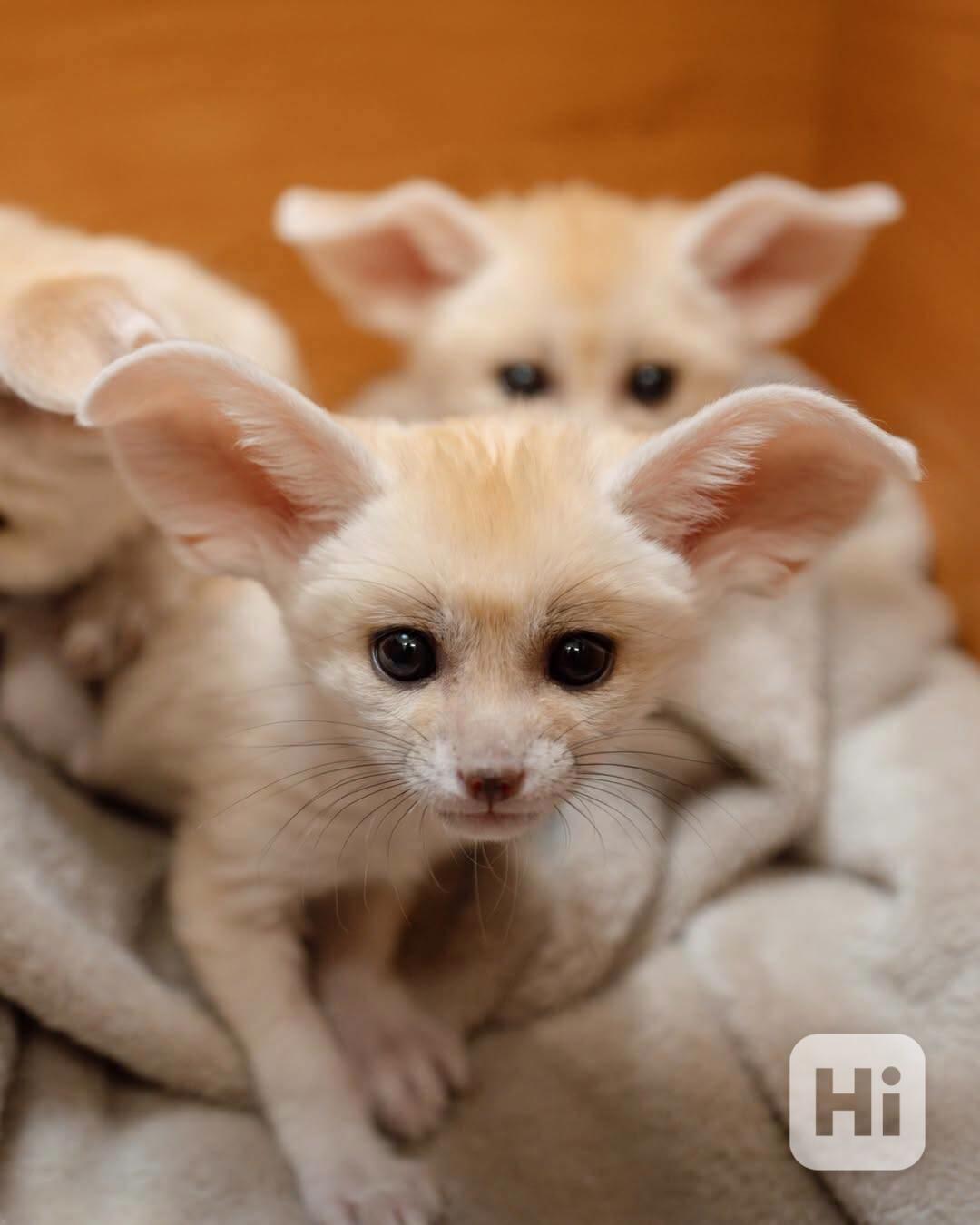 Špičková fennec liška s pp - foto 1