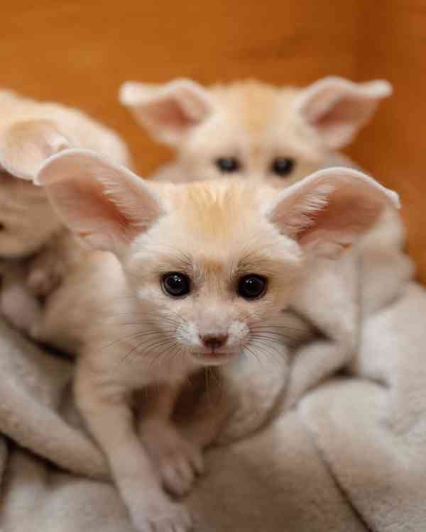 Špičková fennec liška s pp - foto 1