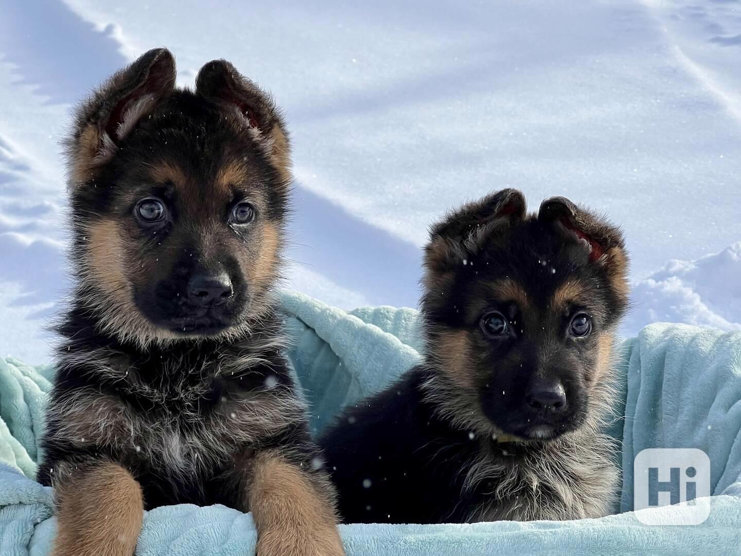 Štěňata čistokrevného německého ovčáka – Věrní rodinní ochrá - foto 1