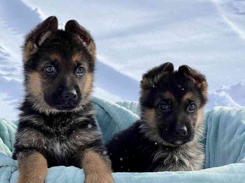 Štěňata čistokrevného německého ovčáka – Věrní rodinní ochrá - foto 1