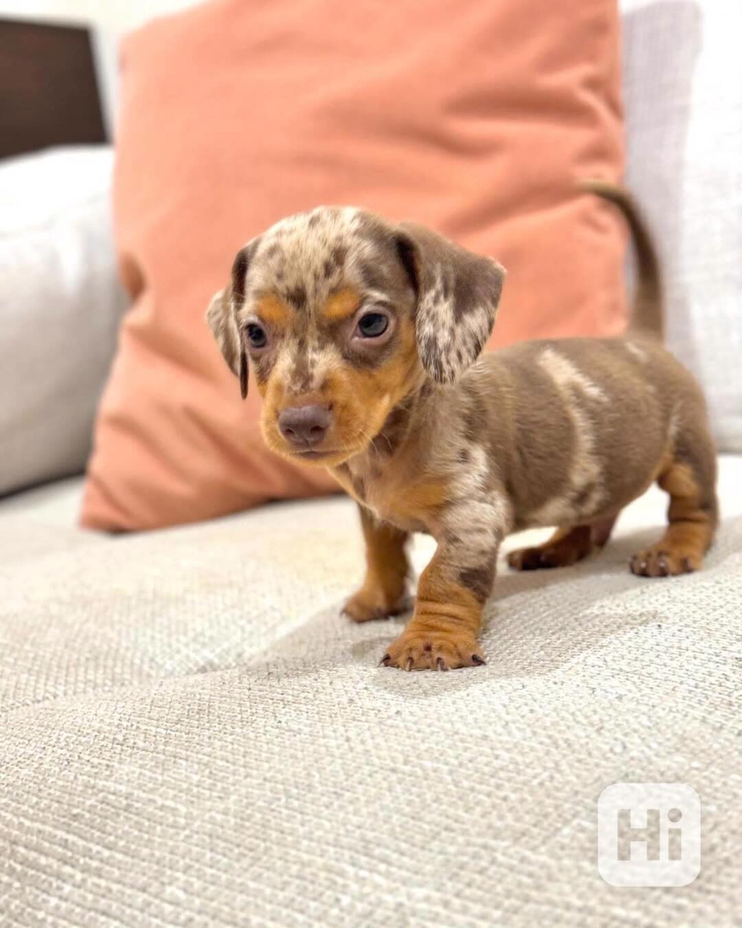 Štěně jezevčíka k dispozici - foto 1