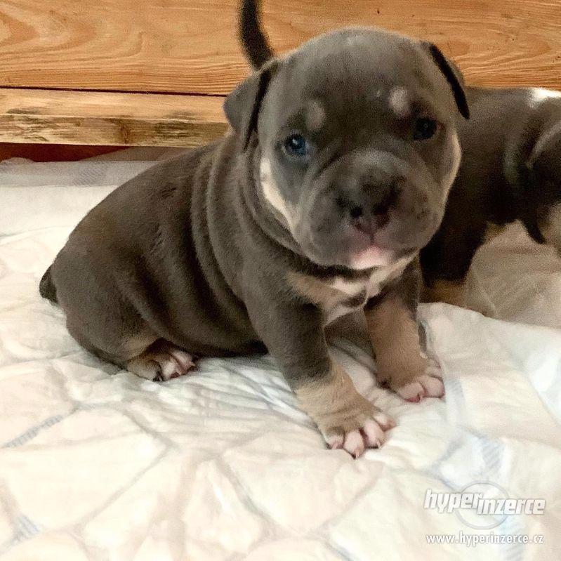 American Bully pocket - foto 1