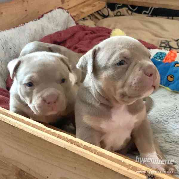 American Bully pocket - foto 2
