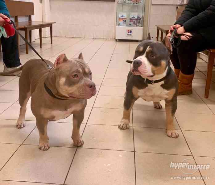 American Bully pocket - foto 3
