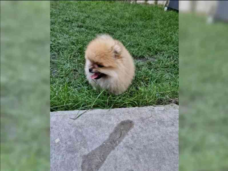 Pomeranian~ trpasličí špic~! - foto 2