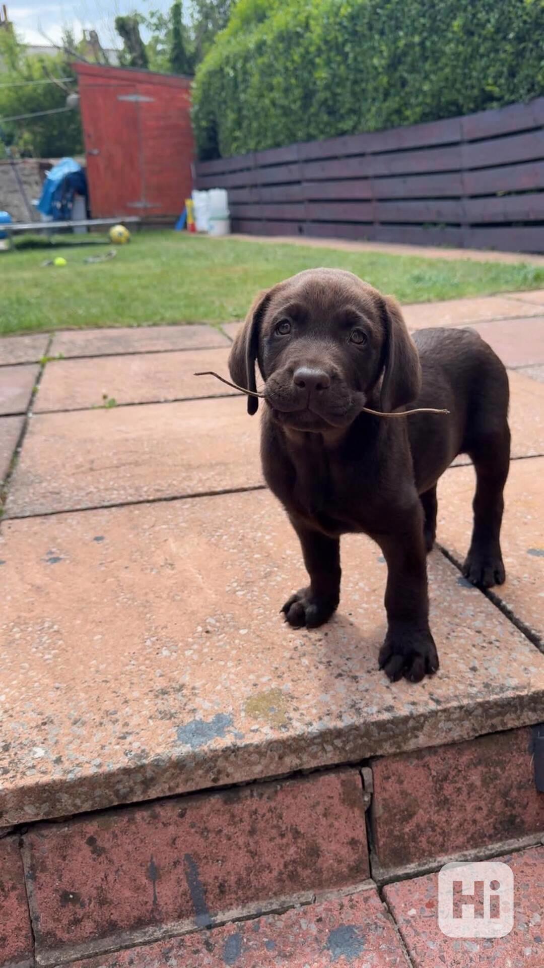 Labradorský retrívr - foto 1