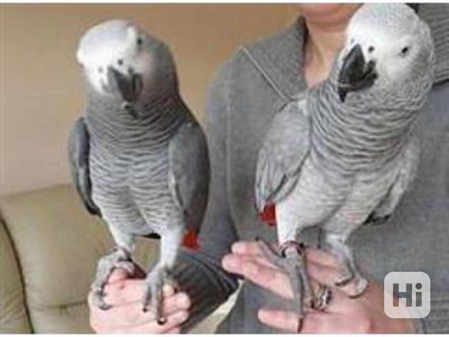 Zdraví šedí papoušci na prodej - foto 1