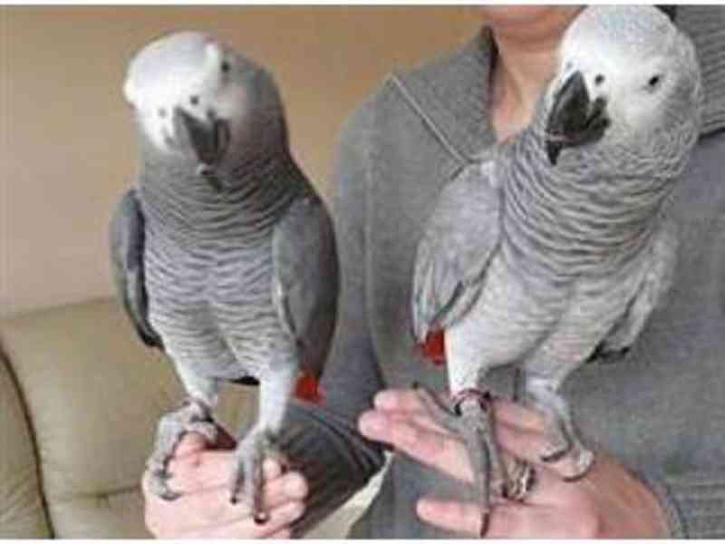 Zdraví šedí papoušci na prodej