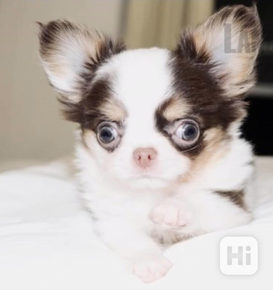 štěňata čivavy k adopci - foto 1