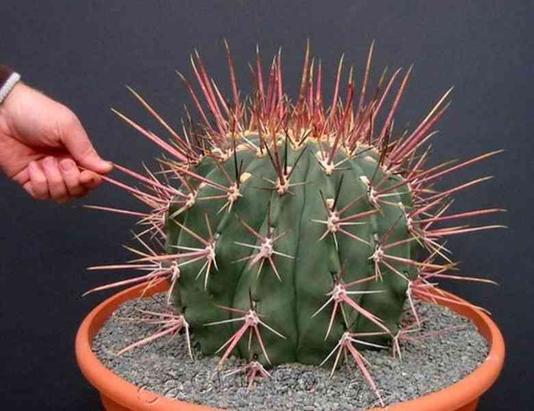 Kaktus Ferocactus emoryi subsp. Rectispinus - semena - foto 1