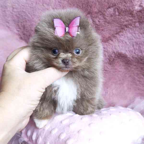 Pom na prodej - foto 2