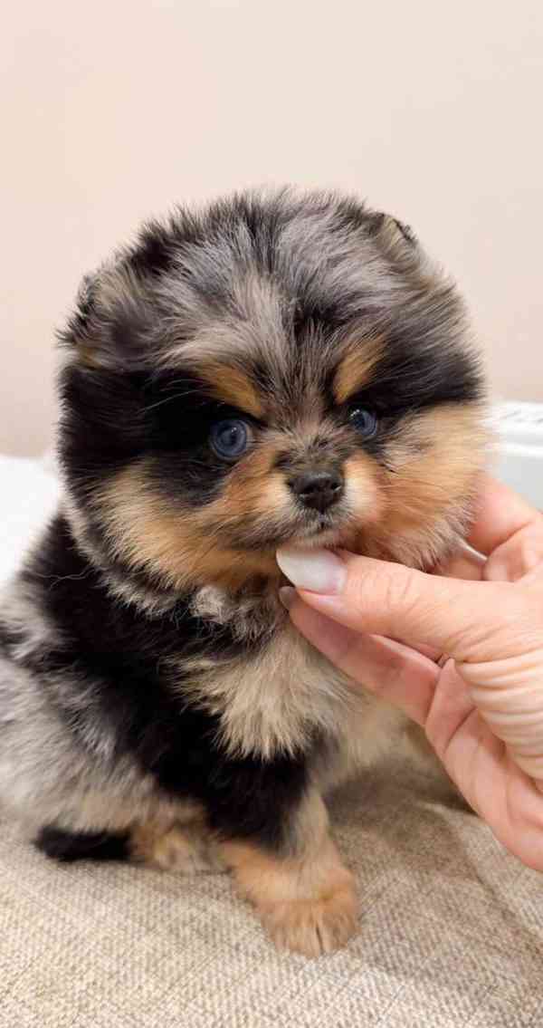 Pom na prodej - foto 6