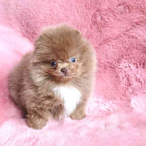 Pom na prodej - foto 3