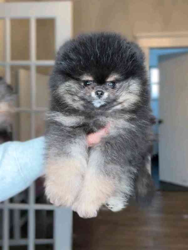 Pom na prodej - foto 4