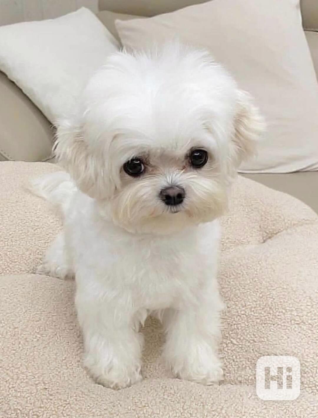   Zdravá štěňátka maltézáka a fenky k adopci zdarma  - foto 1