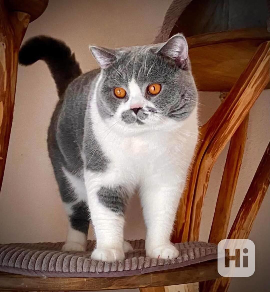 Britský kocour - foto 1