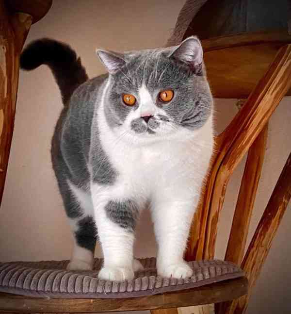 Britský kocour - foto 1