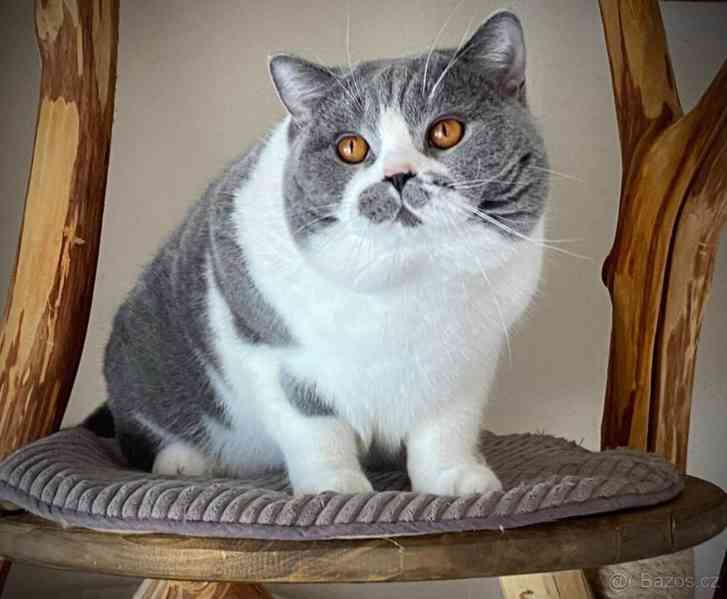 Britský kocour - foto 2