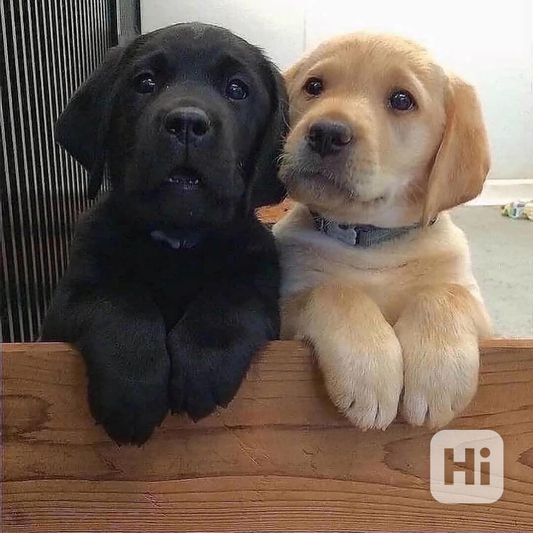 Labradorský retrívr. - foto 1