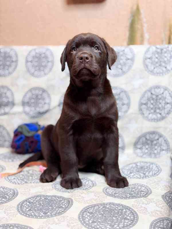 Labradorský retrívr. - foto 2