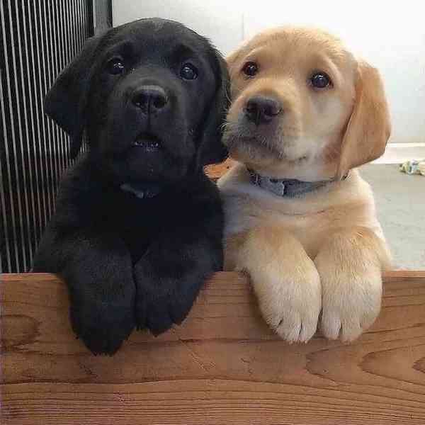 Labradorský retrívr.