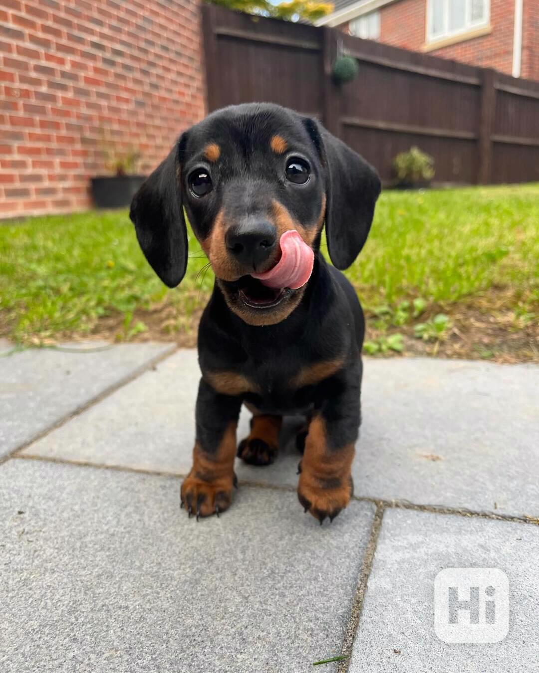 *Krásná štěňátka čokoládového jezevčíka - foto 1