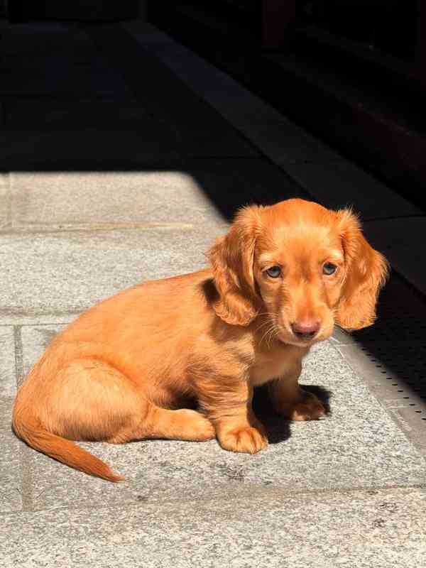 *Krásná štěňátka čokoládového jezevčíka - foto 2