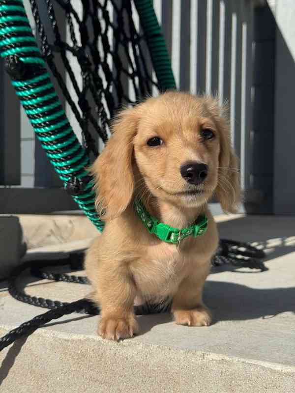 *Krásná štěňátka čokoládového jezevčíka - foto 3