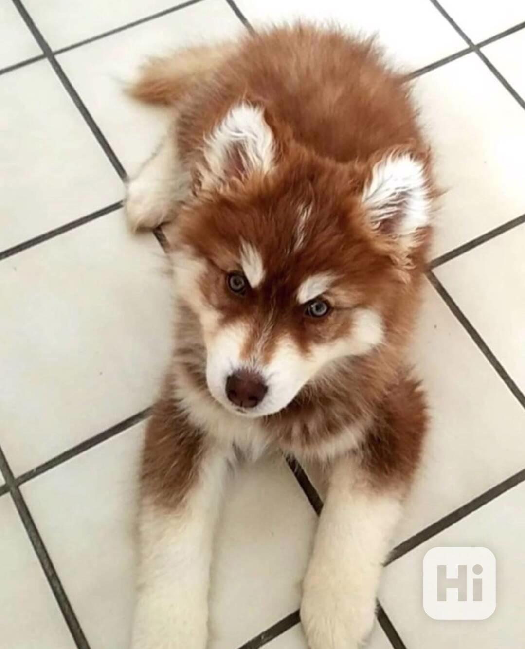 Okouzlující štěně huskyho - foto 1