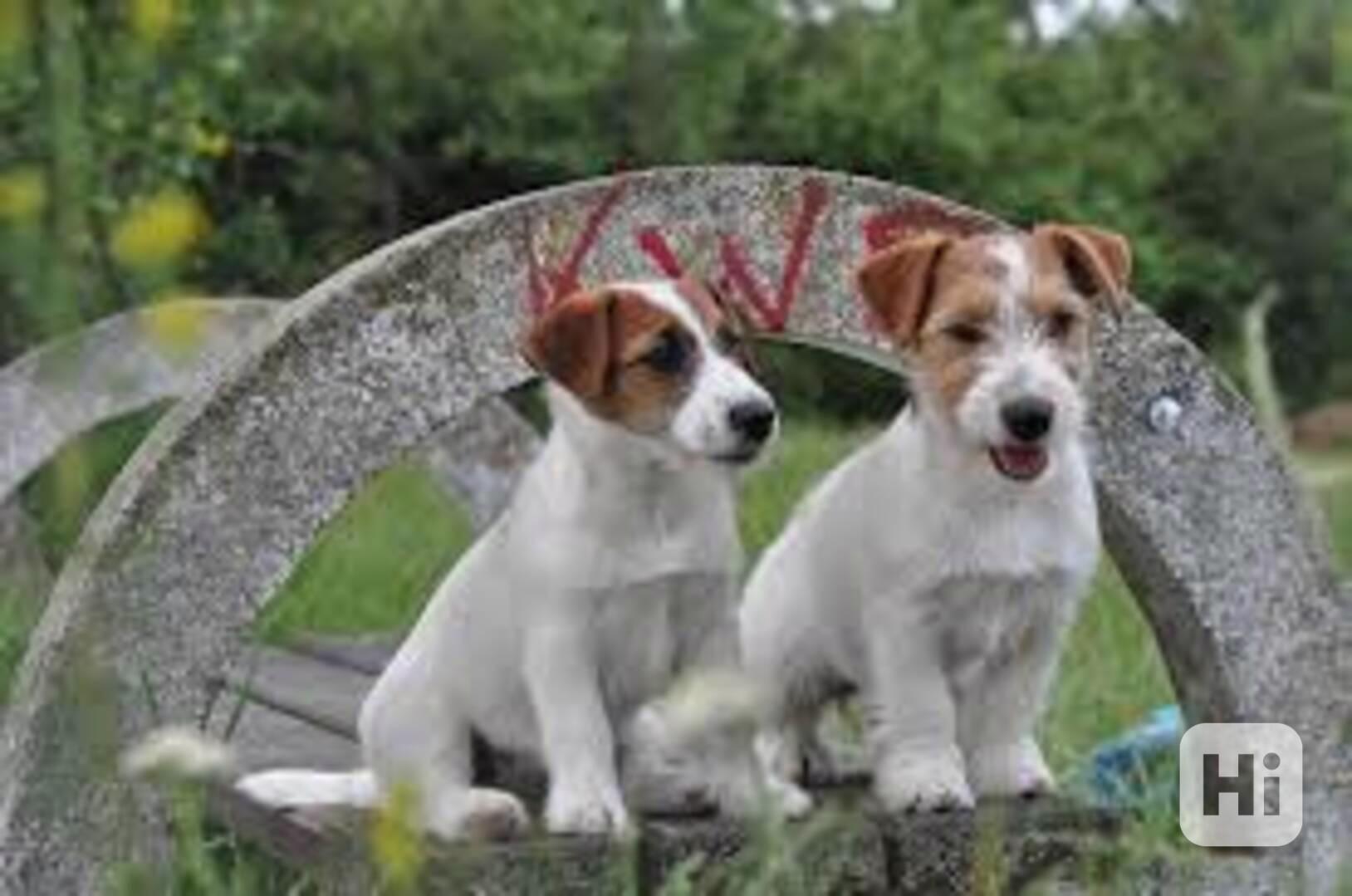 Přihlášena štěňata Jacka Russela k adopci Registrovaná štěňa - foto 1