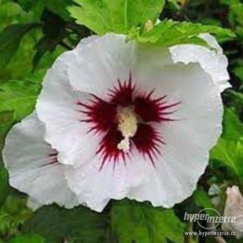 Hibiscus siriacus bilý - semena - foto 1