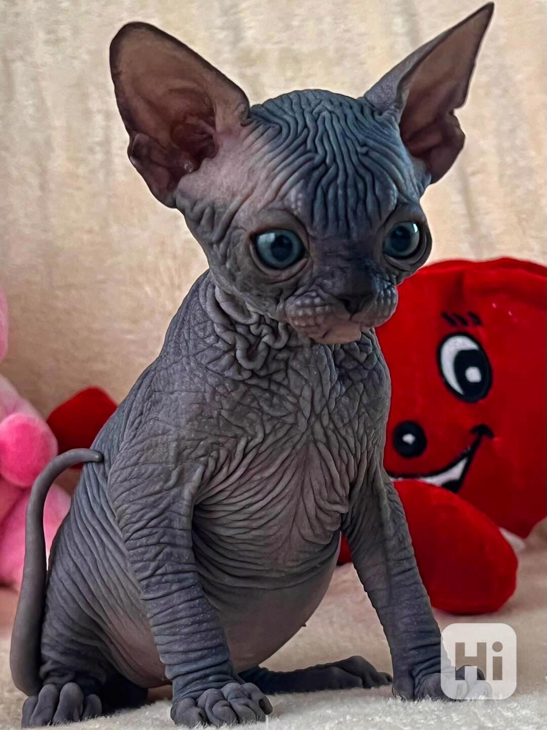Kotě Sphynx na prodej - foto 1