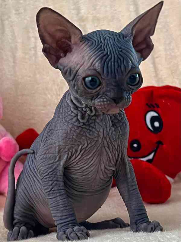 Kotě Sphynx na prodej - foto 1