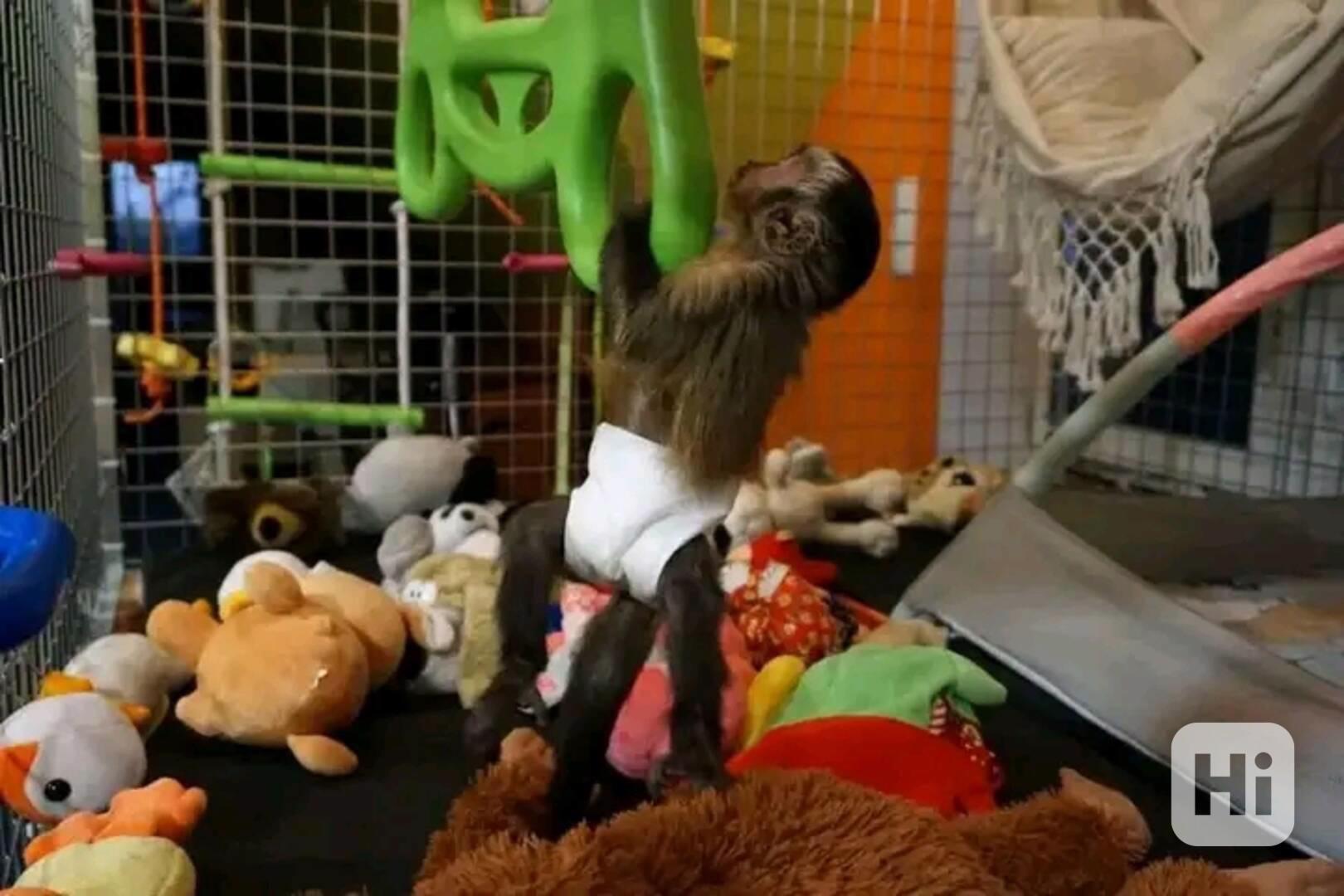  Socializovaný kapucínský přítel        - foto 1