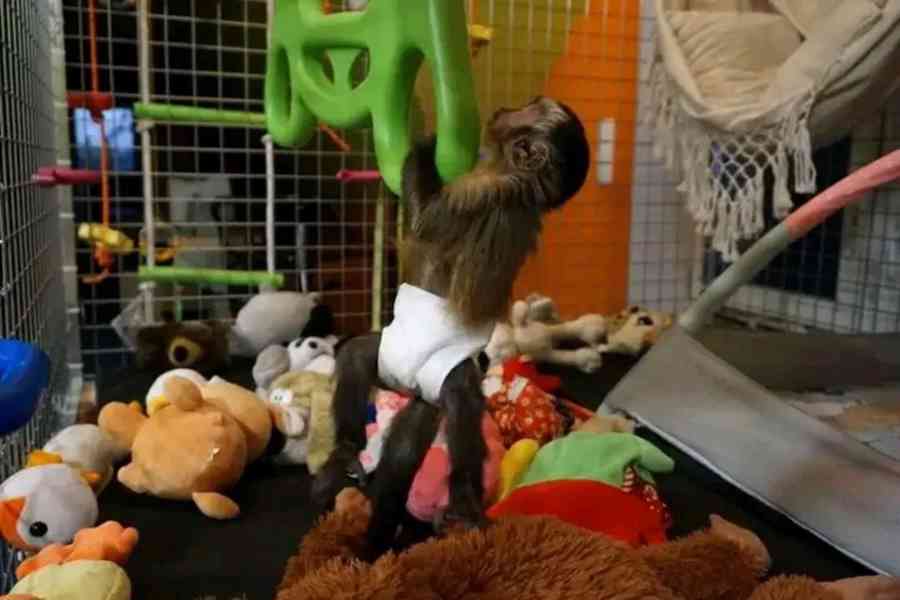  Socializovaný kapucínský přítel       