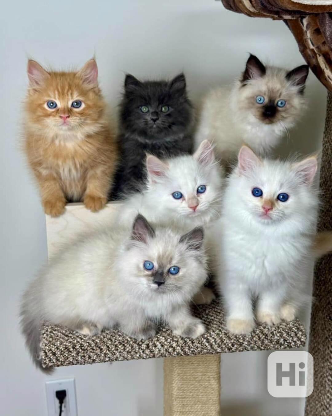 🐾 Okouzlující sibiřské kotě na prodej - foto 1