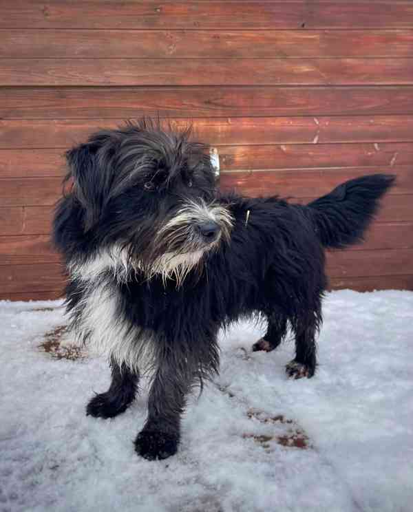 QUIX - 5 kg, pejsek do 1 roku  - foto 2