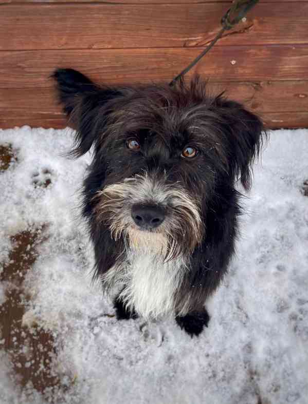 QUIX - 5 kg, pejsek do 1 roku  - foto 5