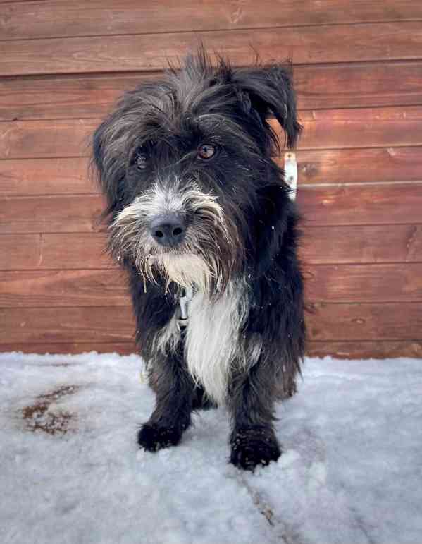 QUIX - 5 kg, pejsek do 1 roku  - foto 4