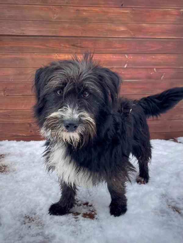 QUIX - 5 kg, pejsek do 1 roku  - foto 3