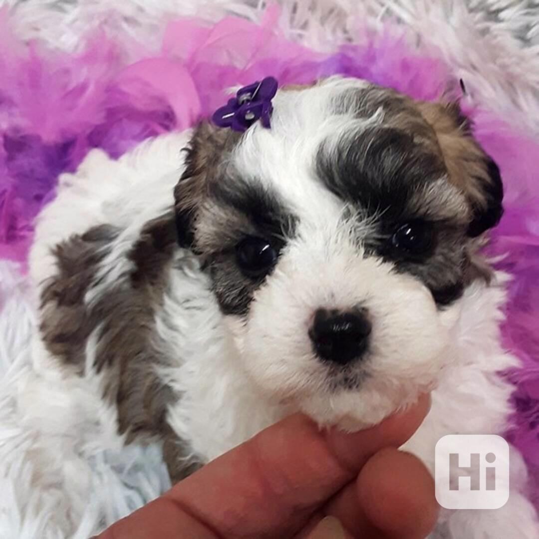 štěňata shih tzu - foto 1