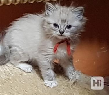 Rezervace ragdoll - foto 1