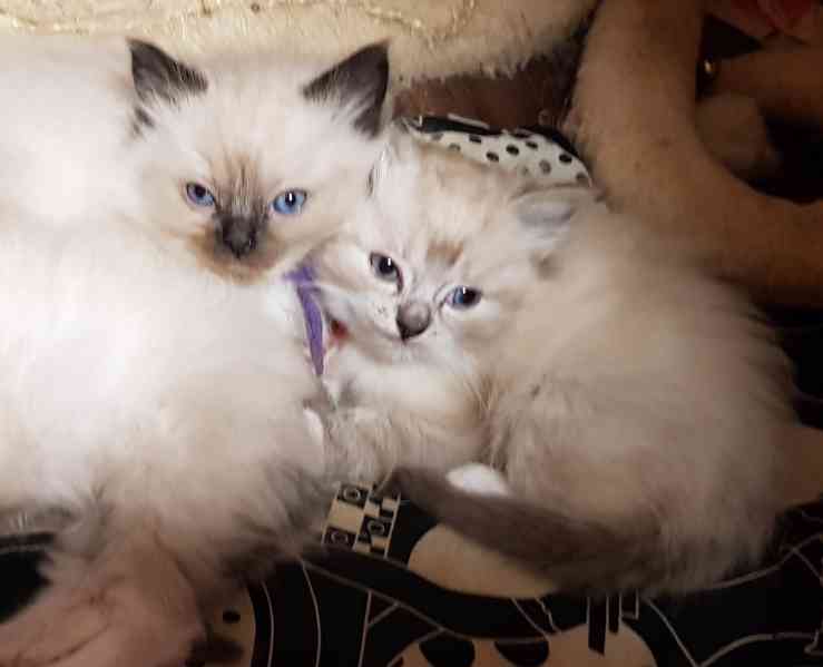 Rezervace ragdoll - foto 3