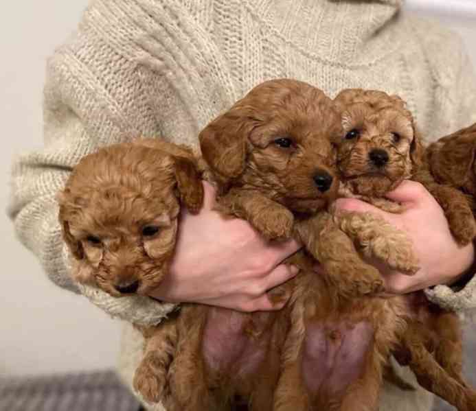 Štěňata pudla k adopci - foto 1